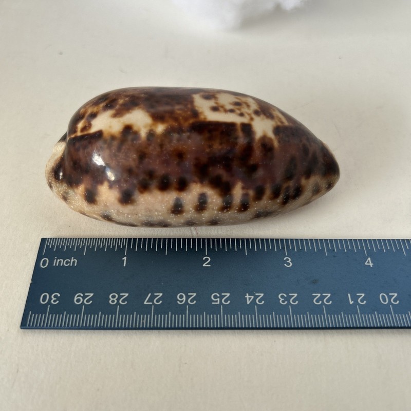 Cowrie Shell 4” (Cypraea testudinaria)