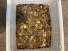 bulk wheat pennies (10 rolls of 50) 500 total pennies