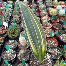 Sansevieria masoniana 'Whale fin' Variegated