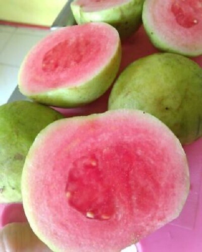 RED CRYSTAL GUAVA SEEDS Psidium guajava Seeds Guava Red Crystal Seeds - Picture 1 of 1
