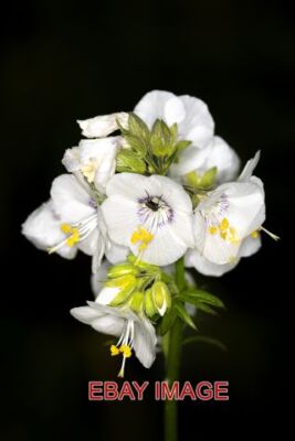 FOTO JAKOBSLEITER JAKOBSLEITER (POLEMONIUM) ERHIELT SEINEN GEBRÄUCHLICHEN NAMEN BEC