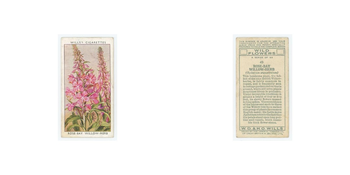 1936 Wills' Cigarettes Wild Flowers Rose Bay Willow Herb #49