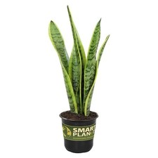 Variegated Live Snake Plant Sansevieria Zeylanica Air Purifying Houseplant in
