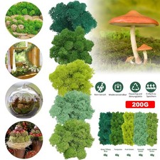 Islandmoos 5 Farben Echtes konserviertes Natur Moos zum Basteln und Modellbau