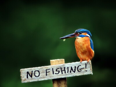 V2295 Alcedo Atthis Kingfisher Beautiful Bird Funny Decor WALL POSTER PRINT CA