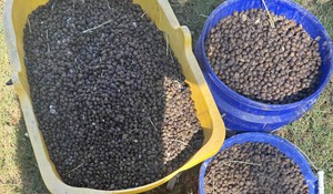 SHEEP BORREGO GRANULAR 100% Manure, With Crushed 20% 5 Libs Mix/SAN PEDRO RANCH 