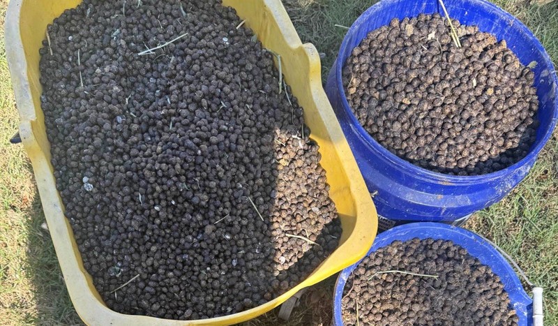 SHEEP BORREGO GRANULAR 100% Manure, With Crushed 20% 5 Libs Mix/SAN PEDRO RANCH 