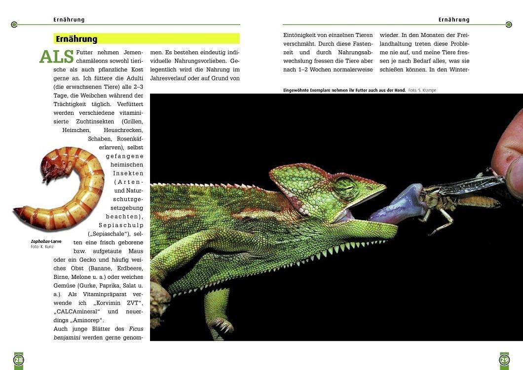 Thumbnail - Das Jemenchamäleon Carsten Schneider