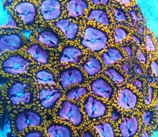 ***X-Mas Special *** WWC Purple Monster Paly Frag Zoanthids Corals, 2 Polyps