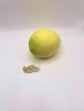 10 Organic Dwarf Meyer Lemon Untreated Seeds