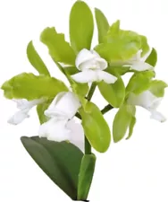 Cattleya Leopoldi Alba ‘Emerald’ HCC/AOS x Too Good AM/AOS 2” Pot
