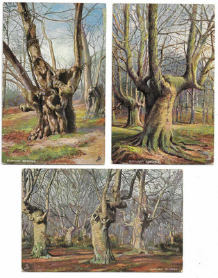 3 von Tucks Künstler gezeichnete Postkarte von Burnham Beeches Buchinghamshire - Bäume