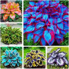 Mix Hosta Seeds-215Pcs Perennial Flower Seeds for Planting in Your Home Ganden
