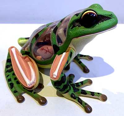 4D Vision Frosch Anatomie Modell Meister Skulptur abnehmbare Teile detaillierte Oberfläche
