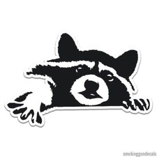 Peeking Raccoon, Vinyl Decal Sticker, Indoor Outdoor, 3 Sizes, 12049