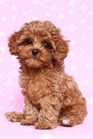 "Cavapoo Welpe Notizbuch - Kariert 120 Seiten 6X9\""