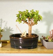 Portulacaria Afra Indoor Baby Jade Bonsai Tree Small Land WaterPot 8"H Evergreen
