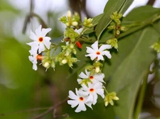 Nyctanthes arbor-tristis See ds, Night Blooming Jasmine, Parijat, Tree of Sorrow