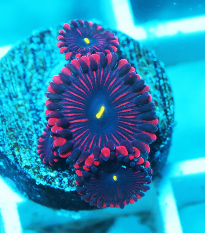 Red People Eater, RPE Paly Frag Zoanthids Zoa Paly SPS LPS Corals, WYSIWYG