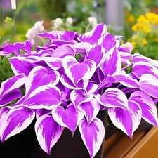 100 Hosta Seeds Perennial Hosta Plants Rare Purple Hosta Seeds for Planting