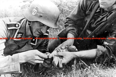 #ad #ad F019589 Waffen SS soldiers attaching a message to a carrier pigeon c1943 WW2 GBP 4.99