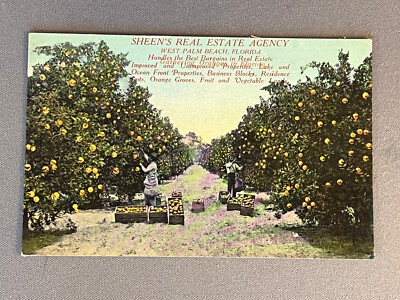 Florida, FL, West Palm Beach, Sheen's Real Estate Agency, Picking oranges, 1910