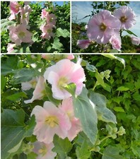 ~ Stockrose Bauernrose Alcea rosea Malve "helles ROSA" 2 järige Staude - SAMEN