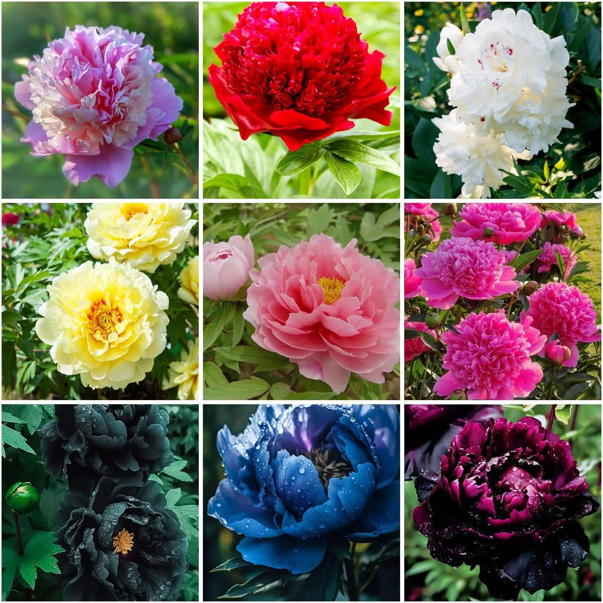 100PCS Mix Peony Seeds for Planting,Fragrant Peony Flower Seeds to Plant  Outdoor | eBay