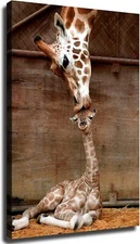 Giraffe Mom Kissing Baby Poster Canvas Wall Art Picture Print Modern