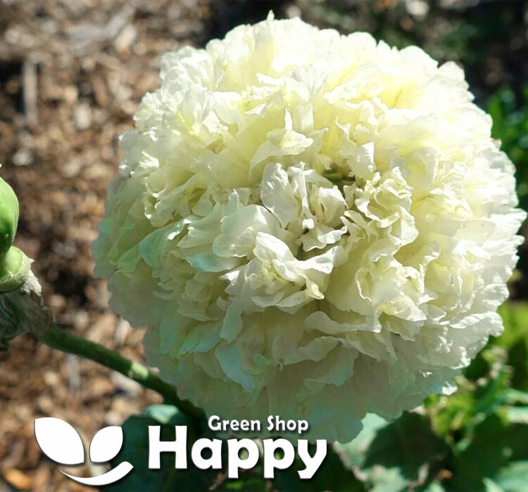 CREAM PEONY POPPY 500 SEEDS Papaver Paeoniflorum Huge double