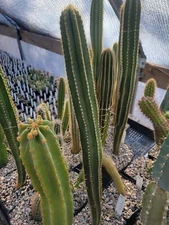 Pilosocereus azulensis (GO 253) (cactus - succulent - plant)