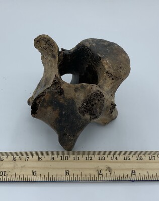 BISON VERTEBRA FOSSIL Holocene Bison Buffalo R3