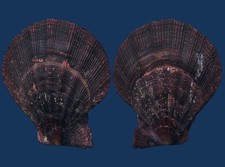 Shell Semipallium fulvicostum Seashell