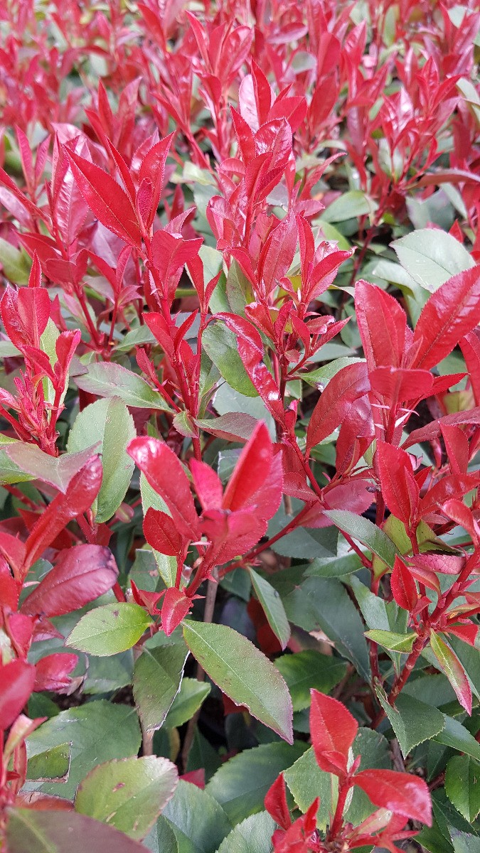 Photinia de Fraser Carré Rouge feuillage rouge vif persistant brise-vue