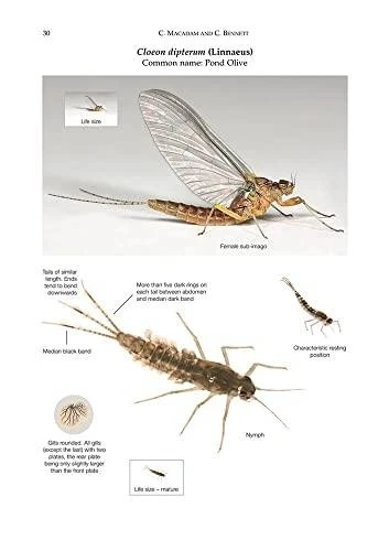 A Pictorial Guide to British Ephemeroptera (AIDGAP) - Image 4 of 4