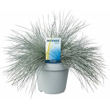 Festuca glauca Intense Blue | Evergreen Compact Flowering Grassy Shrub