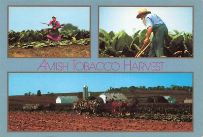 amish tobacco use Postcard PA Amish Country Tobacco Harvest Horses Cart Farmland Barn Fields  Silo
