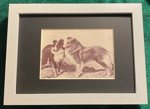 Shetland Sheepdog MATTED | FRAMED | READY TO GIFT - 1986 Vintage Dog Art Print W