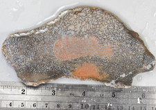 Agatized Dinosaur Bone Slab Utah EX Shirley Collection 105 grams