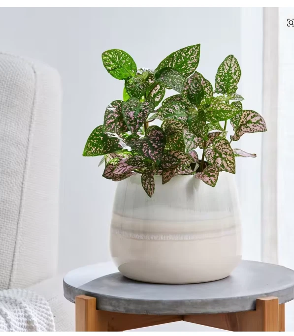 Plantadeira de cerâmica 10" – Vaso decorativo com drenagem para plantas internas e externas - Imagem 2 de 4