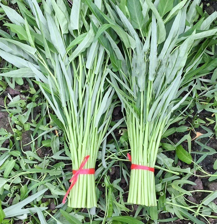 125+ Water Spnach Ong Choy Seeds Herloom Non-gmo - Etsy 125+ Water Spnach Ong Choy Seeds Herloom Non-gmo - Etsy