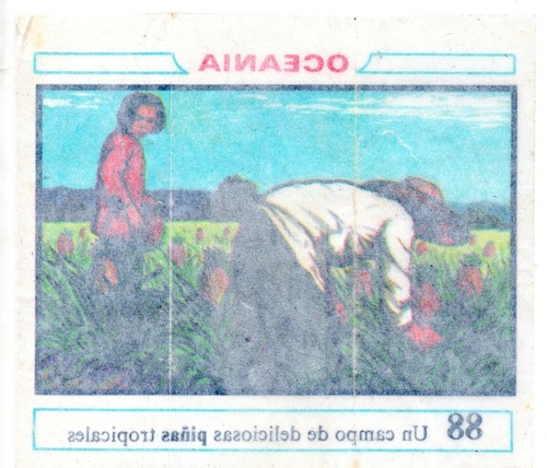 UN CAMPO DE PIÑAS TROPICALES #88 CROMO OCEANIA 1968 DUNKIN RECUPERADO DE ALBUM - Imagen 2 de 2
