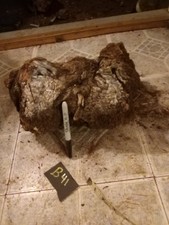 B41.  MANZANITA BURL WOOD