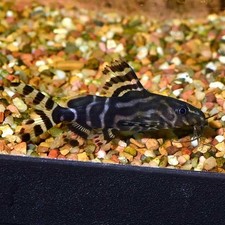 RARE SYNODONTIS ANGELICUS X EUPTERUS 1.5 inches