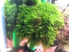 Fissidens fontanus Moss Freshwater Live Aquatic Plant