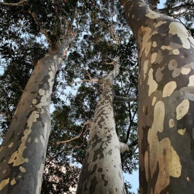 LIVE PLANT 1ft Eucalyptus Corymbia Maculata - Spotted Gum