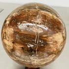 Natural Petrified Wood Polished Stone Quartz Crystal Sphere Ball Healing 2500G — photo 10