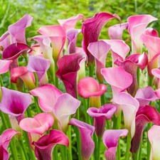 3 - Out in Style Calla Lily Blend Live Flower Plant Bulbs  ELEGANT DESIGNS