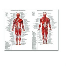 Poster Sistema Muscolare Agopoint Anatomia Tabella Corpo Umano Educativo Casa Appendiabiti