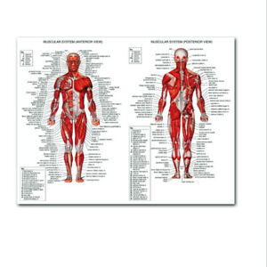 Body Muscle Chart